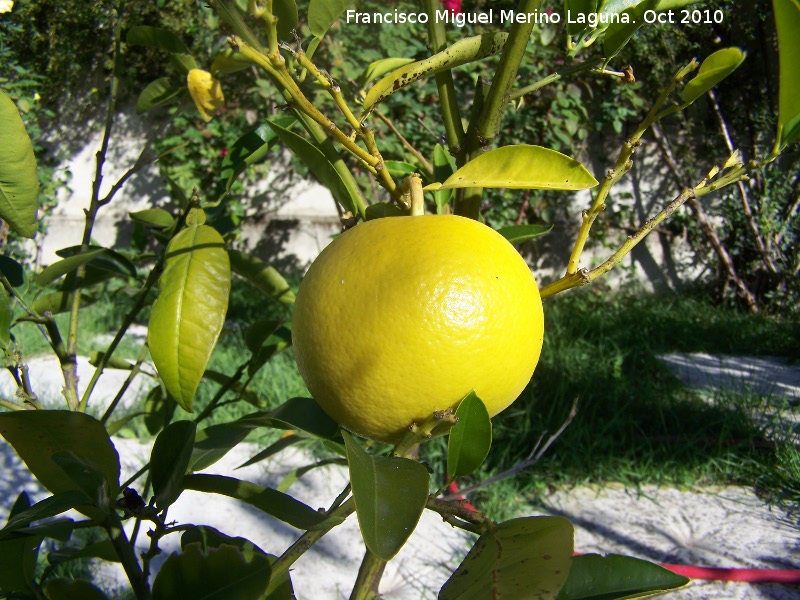 Pomelo - Pomelo. Los Villares