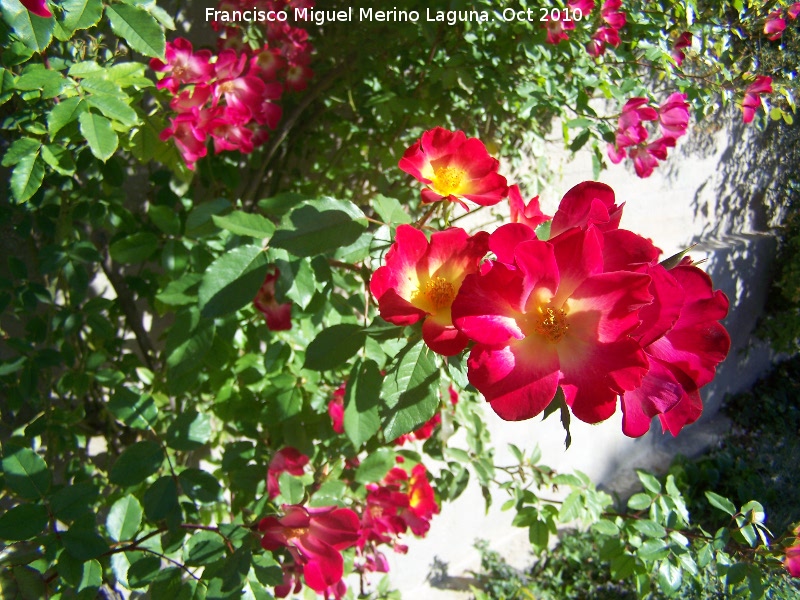 Rosal trepador de flor simple - Rosal trepador de flor simple. Los Villares
