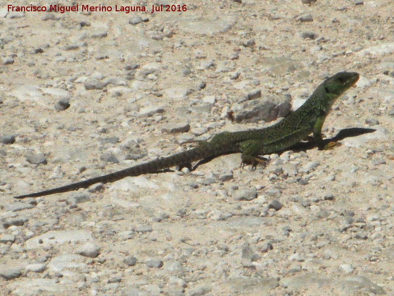 Lagarto ocelado - Lagarto ocelado. Caada de las Fuentes - Quesada