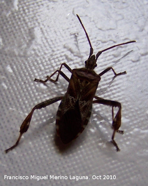 Chinche Leptoglossus occidentalis - Chinche Leptoglossus occidentalis. Los Villares