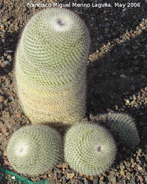 Cactus Mammillaria pseudoperbella - Cactus Mammillaria pseudoperbella. 
