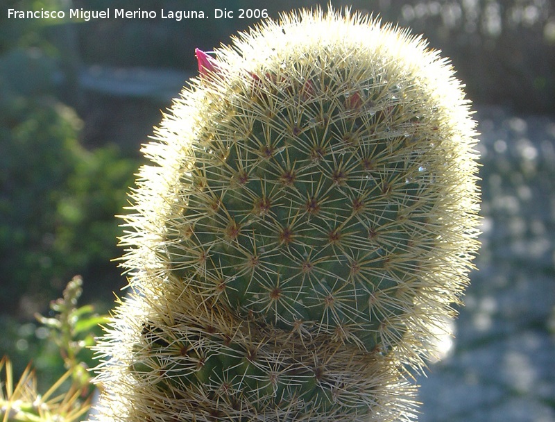Cactus Mammillaria pseudoperbella - Cactus Mammillaria pseudoperbella. Benalmdena