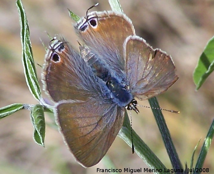 Mariposa canela estriada - Mariposa canela estriada. Segura