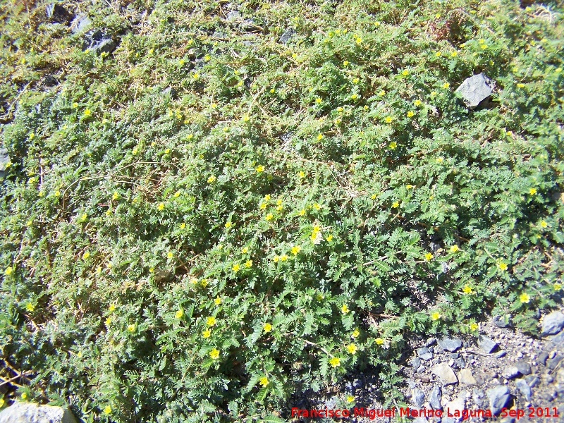 Morisia monanthos - Morisia monanthos. Alcaudete