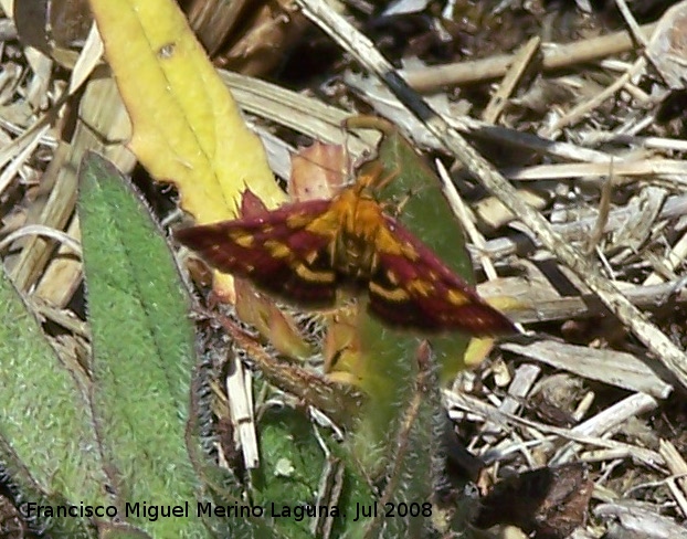 Polilla Pyrausta purpuralis - Polilla Pyrausta purpuralis. Segura