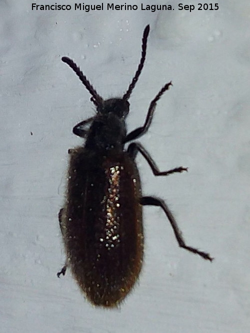 Escarabajo Lanudo - Escarabajo Lanudo. Los Villares