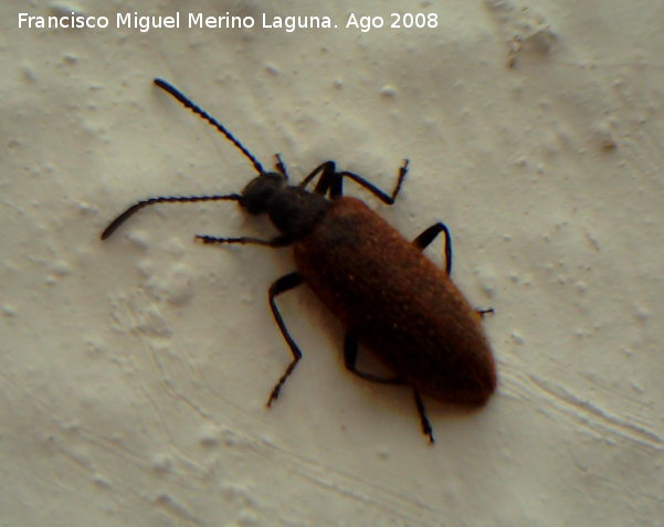 Escarabajo Lanudo - Escarabajo Lanudo. Navas de San Juan