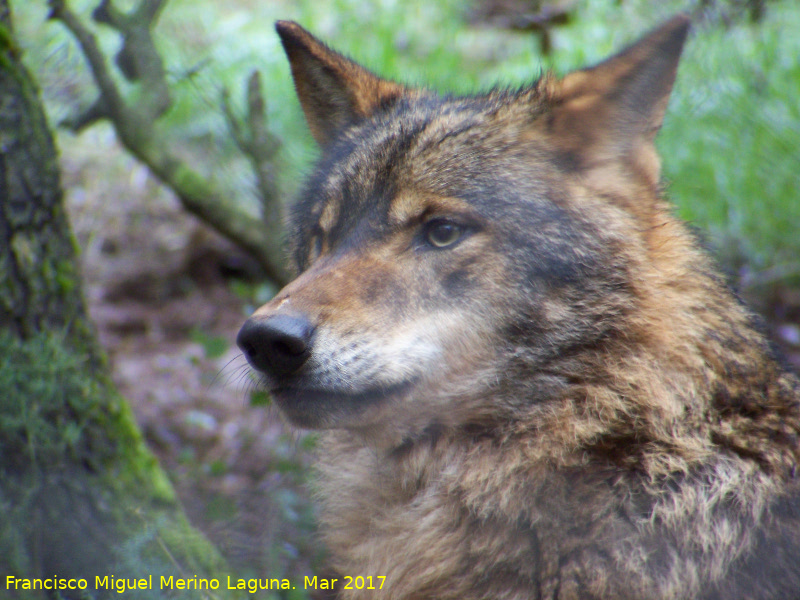 Lobo Ibrico - Lobo Ibrico. Riopar