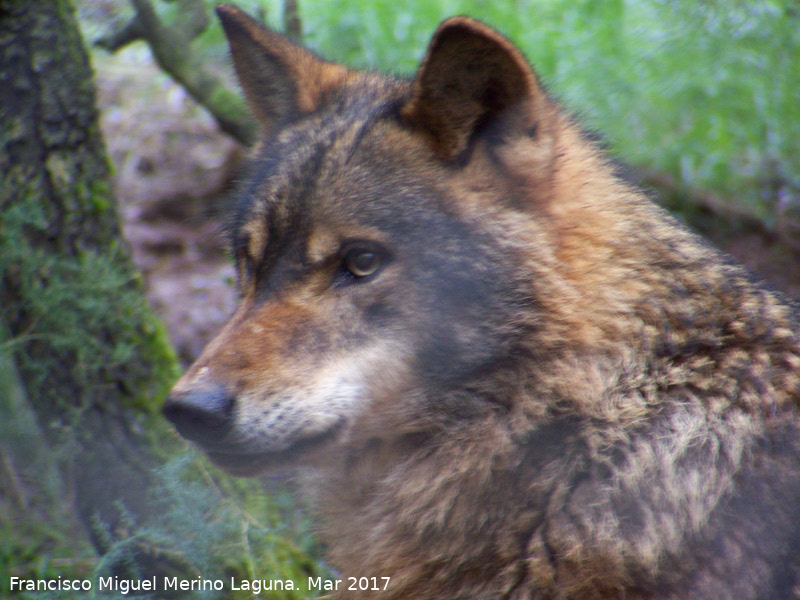 Lobo Ibrico - Lobo Ibrico. Riopar