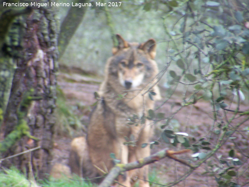 Lobo Ibrico - Lobo Ibrico. Riopar