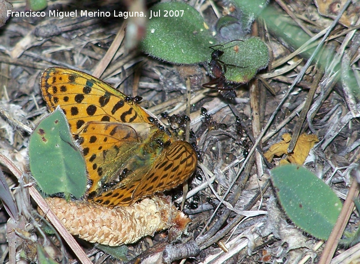 Mariposa lunares de Plata - Mariposa lunares de Plata. Comida por las hormigas. Segura