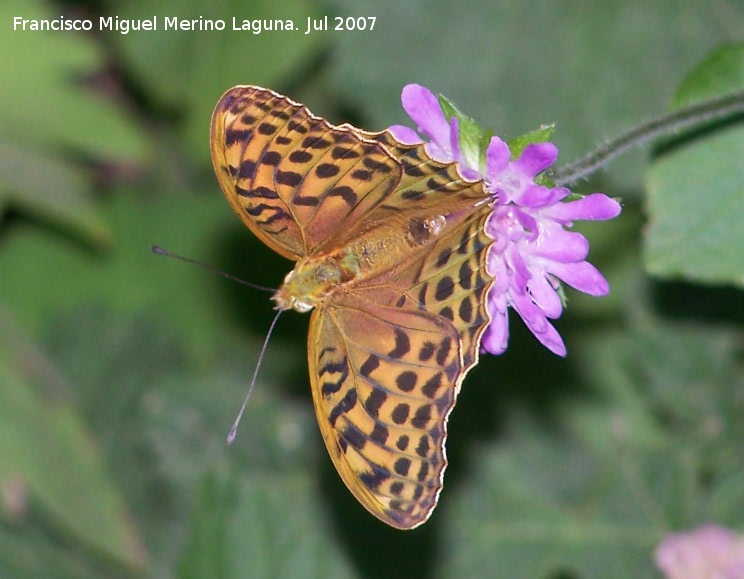 Mariposa lunares de Plata - Mariposa lunares de Plata. Segura