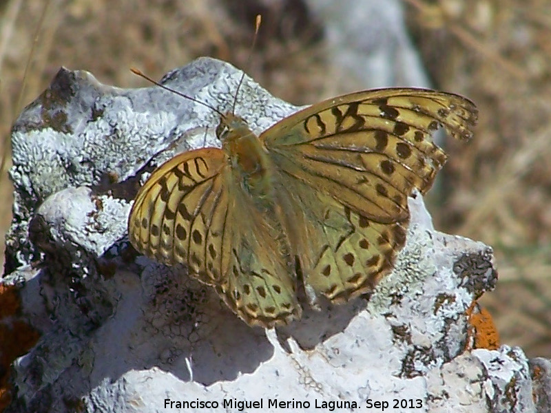 Mariposa lunares de Plata - Mariposa lunares de Plata. El Chorro - Quesada