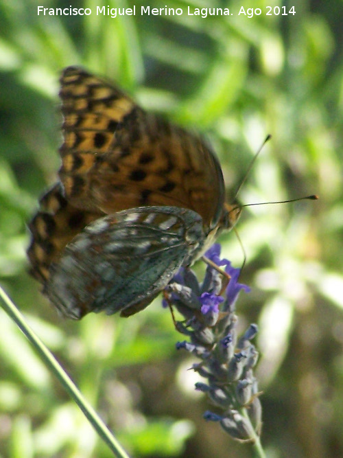 Mariposa lunares de Plata - Mariposa lunares de Plata. Las Castaetas - Villacarrillo