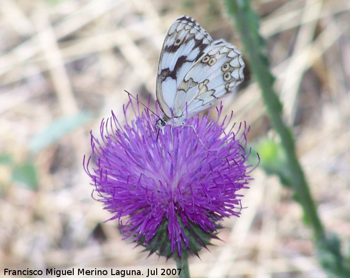 Mariposa Melanargia lachesis - Mariposa Melanargia lachesis. Segura