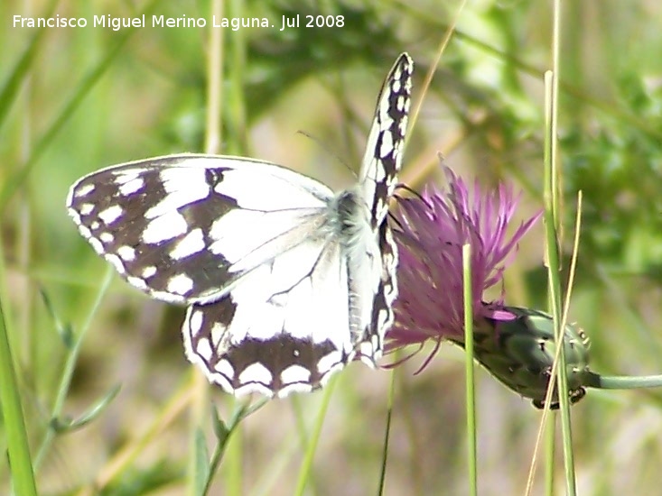 Mariposa Melanargia lachesis - Mariposa Melanargia lachesis. Segura