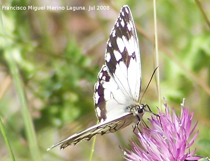 Mariposa Melanargia lachesis - Mariposa Melanargia lachesis. Segura