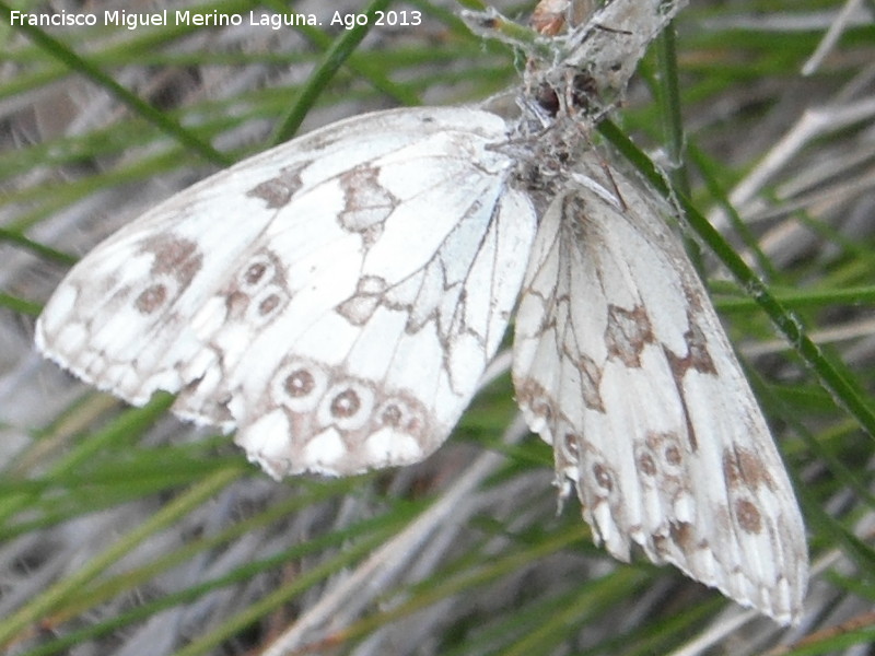 Mariposa Melanargia lachesis - Mariposa Melanargia lachesis. Cada en una telaraa. El Molinillo - Santiago Pontones