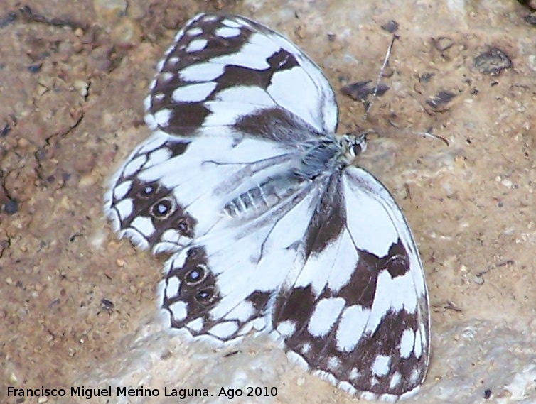 Mariposa Melanargia lachesis - Mariposa Melanargia lachesis. Caada Saucar - Santiago Pontones