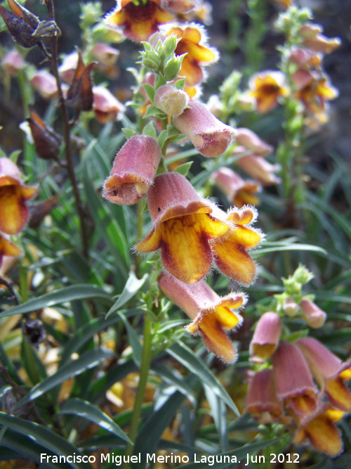 Dedalera obscura - Dedalera obscura. Haza de los Peones - Valdepeas de Jan