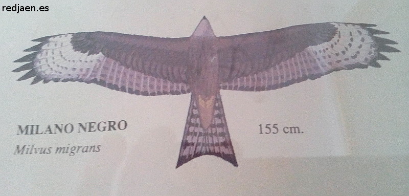 Pjaro Milano negro - Pjaro Milano negro. Dibujo