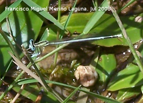 Liblula Platycnemis - Liblula Platycnemis. Ro Guadalquivir - Cazorla