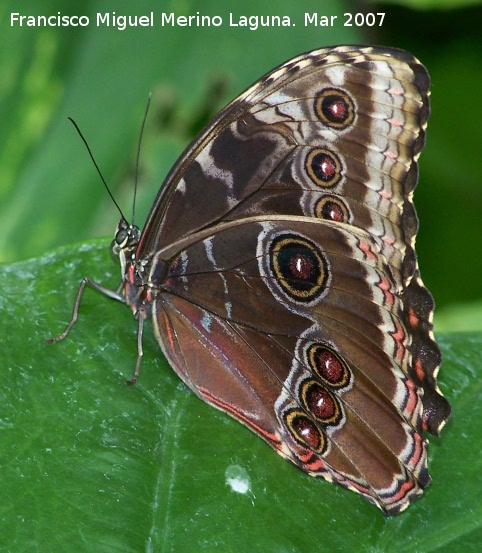 Mariposa Morfo - Mariposa Morfo. Granada