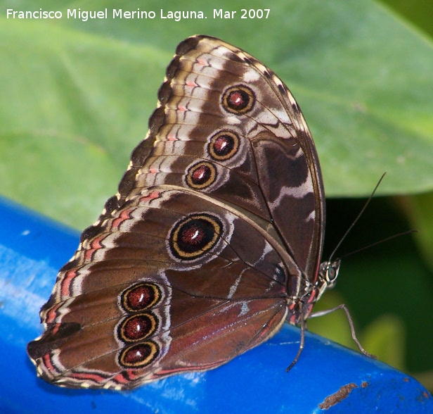 Mariposa Morfo - Mariposa Morfo. Granada