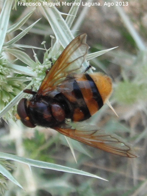 Mosca de las flores - Mosca de las flores. Prado Maguillo - Santiago Pontones