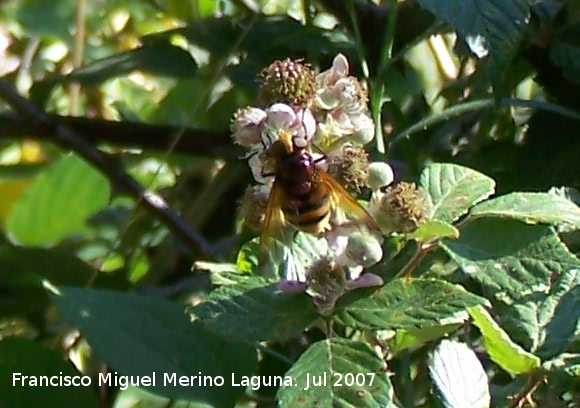 Mosca de las flores - Mosca de las flores. Segura