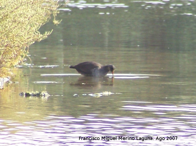 Pjaro Polla de agua - Pjaro Polla de agua. Santa Pola