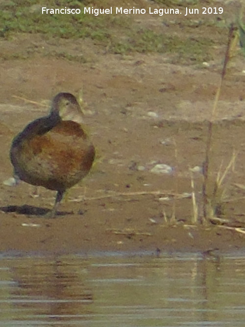 Pjaro Porrn - Pjaro Porrn. Laguna Dulce - Campillos