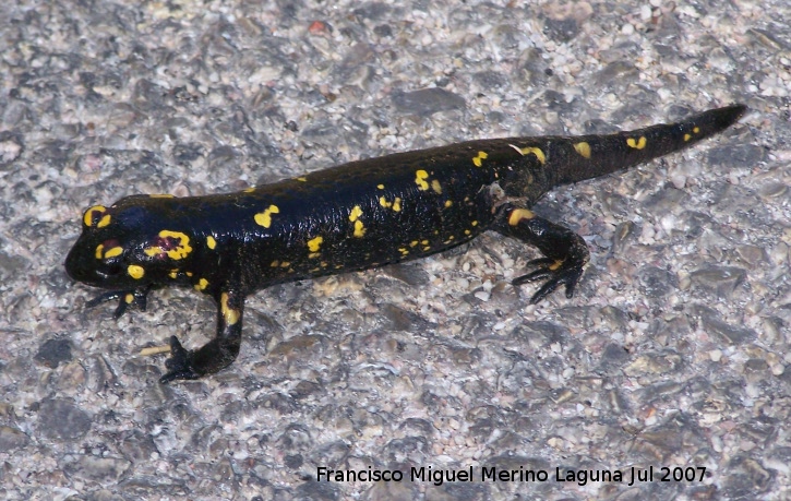 Salamandra - Salamandra. Segura