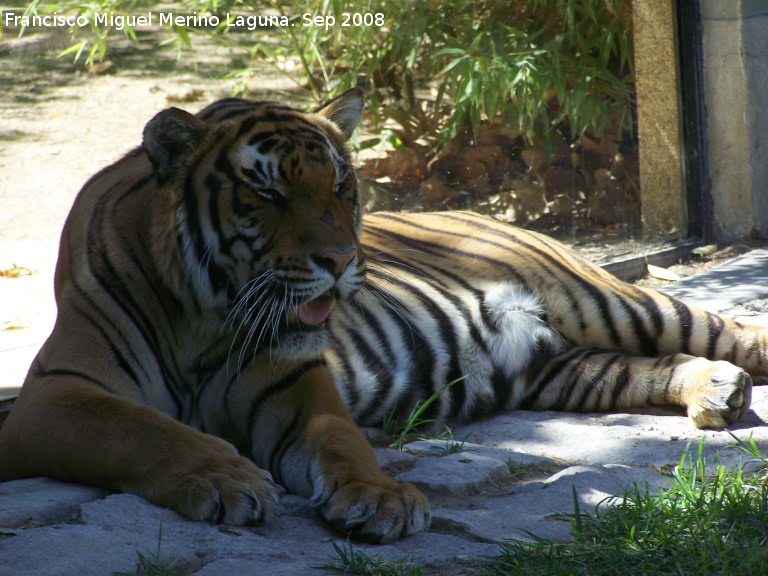 Tigre - Tigre. Crdoba