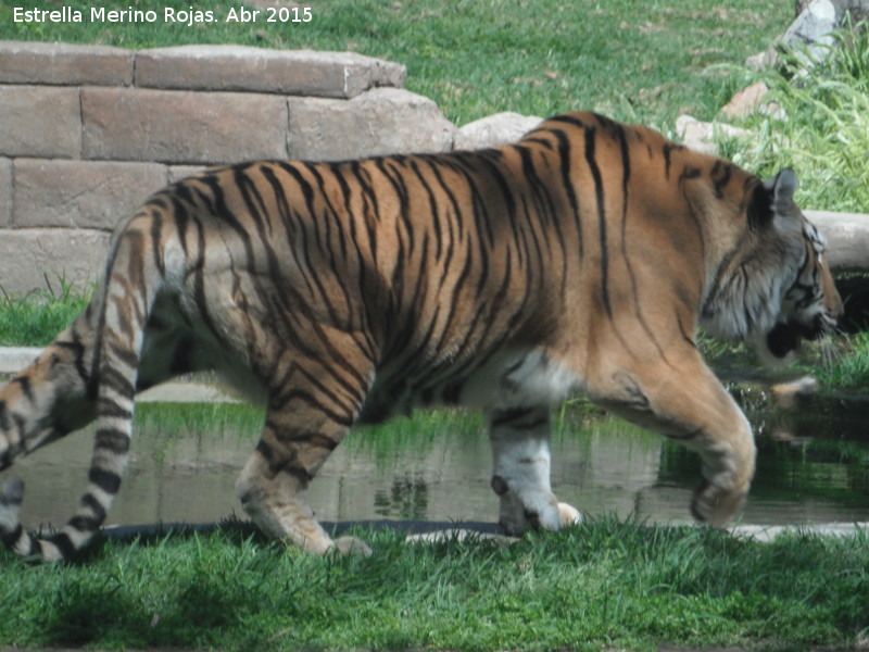 Tigre - Tigre. Zoo de Crdoba