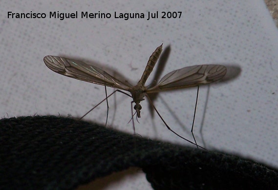 Tipula - Tipula. Los Villares