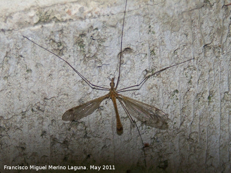 Tipula - Tipula. Nacimiento - Los Villares