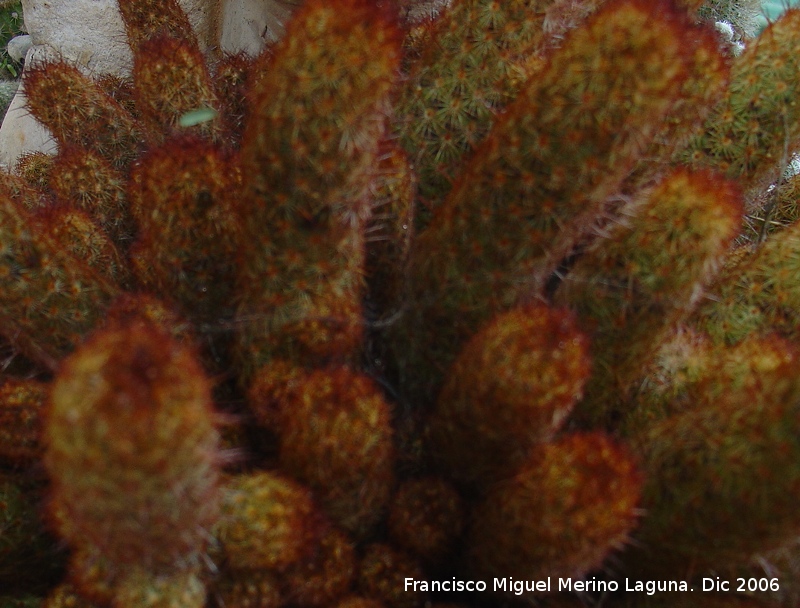 Cactus Mammillaria elongata - Cactus Mammillaria elongata. Benalmdena