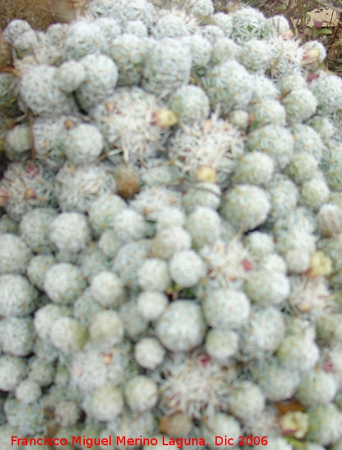 Cactus Mammillaria microhelia - Cactus Mammillaria microhelia. Benalmdena