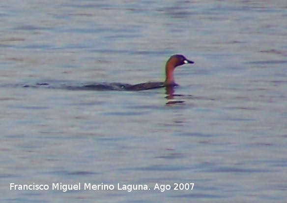 Pjaro Zampulln chico - Pjaro Zampulln chico. Santa Pola