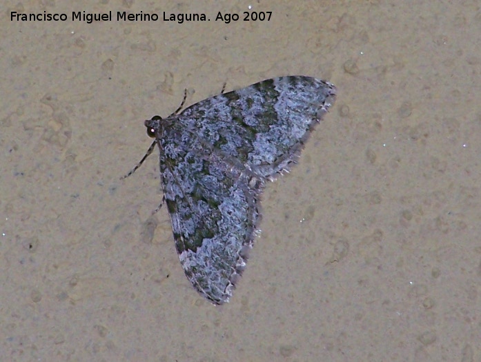 Polilla nebulosa - Polilla nebulosa. Los Villares