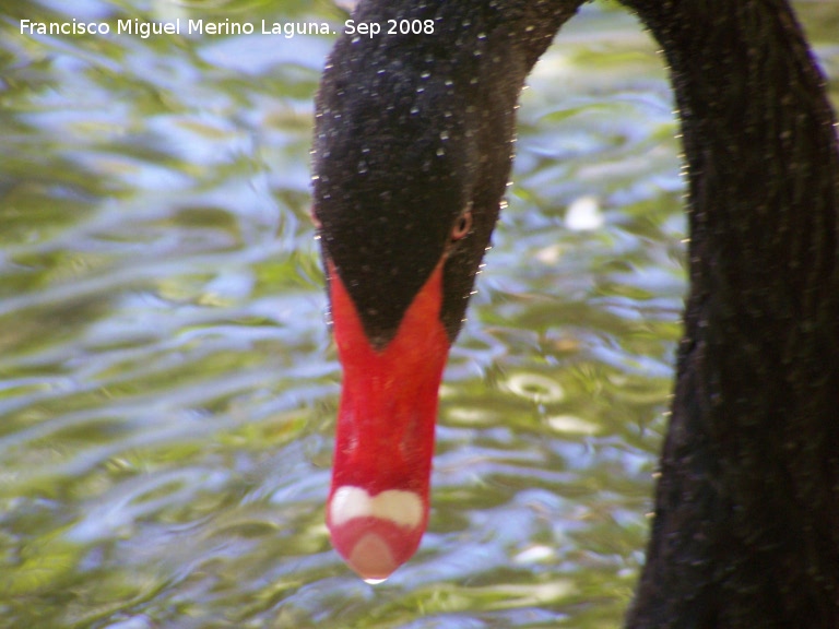 Pjaro Cisne negro - Pjaro Cisne negro. Crdoba