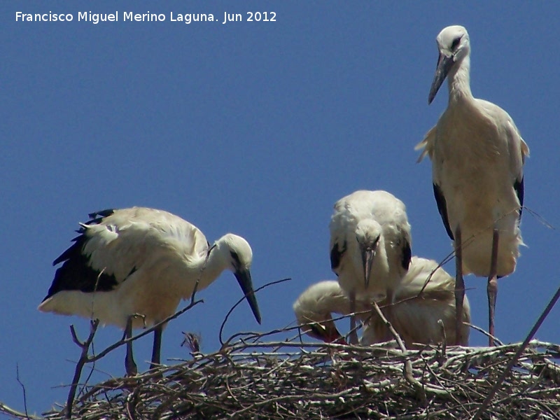 Pjaro Cigea blanca - Pjaro Cigea blanca. Castellar de la Frontera