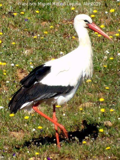 Pjaro Cigea blanca - Pjaro Cigea blanca. Charca del Peasquillo - Valverde del Camino