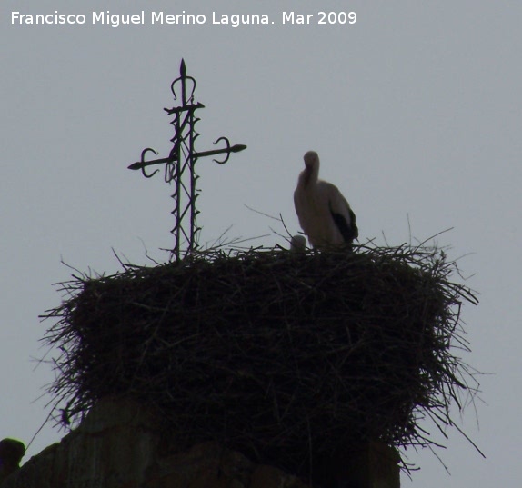 Pjaro Cigea blanca - Pjaro Cigea blanca. Mengibar