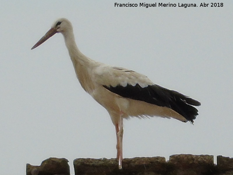 Pjaro Cigea blanca - Pjaro Cigea blanca. Maqueda