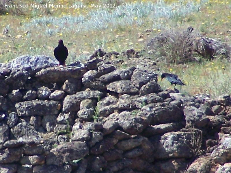 Pájaro Estornino negro - Pájaro Estornino negro. El Hacho - Alcalá la Real