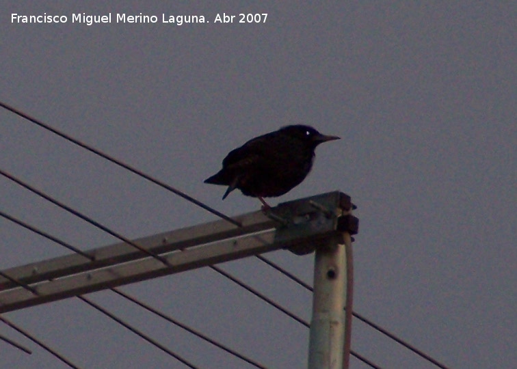 Pjaro Estornino negro - Pjaro Estornino negro. Navas de San Juan