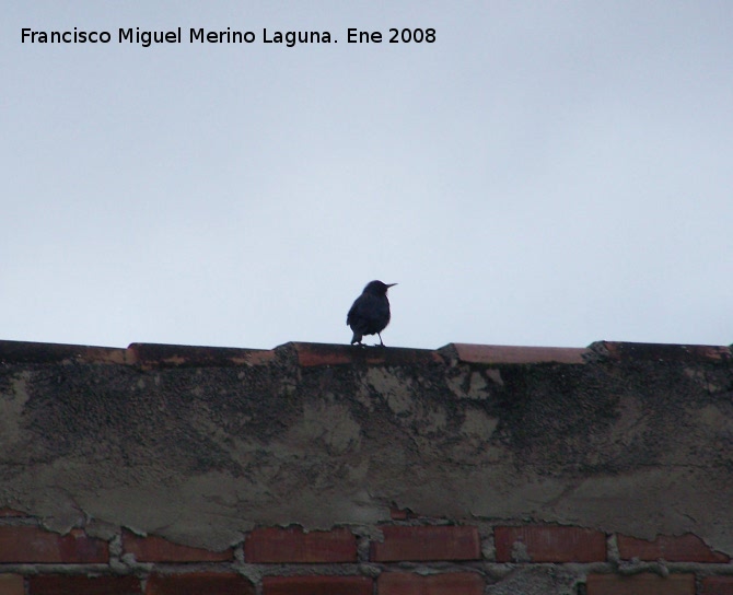 Pájaro Estornino negro - Pájaro Estornino negro. Los Villares