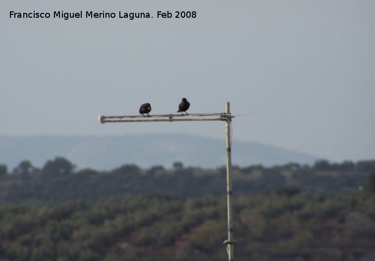 Pájaro Estornino negro - Pájaro Estornino negro. Navas de San Juan